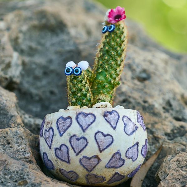A small green plant growing in a ceramic pot on a windowsill.